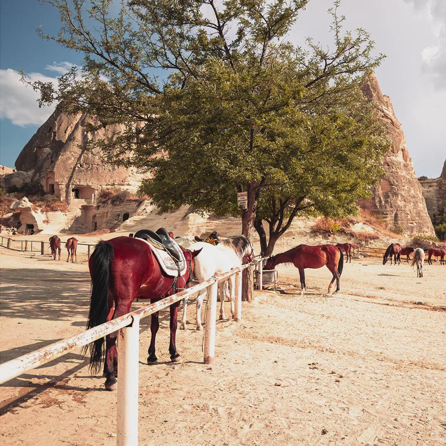 The Horses.